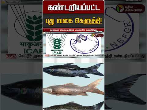 கண்டறியப்பட்ட புது வகை கெளுத்தி! | Fish Breed thumbnail