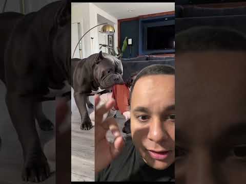 Garotinho foi flagrado junto com filhote de Pitbull thumbnail