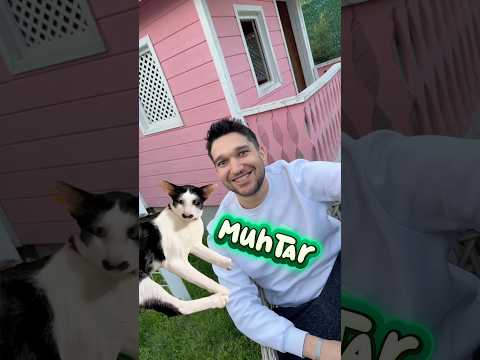 Kızların vs erkeklerin kedilerine koyduğu isimler thumbnail