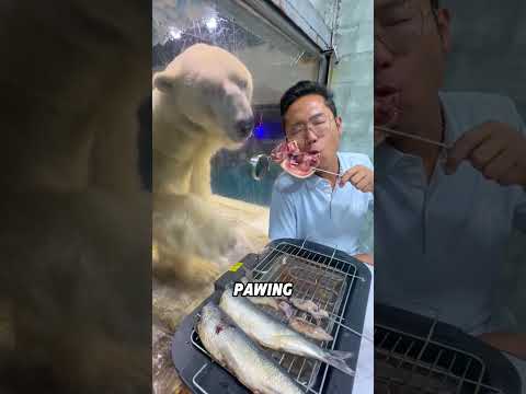 Polar bears are actually more interesting than you might think#animals #funnyanimal  #polarbear thumbnail