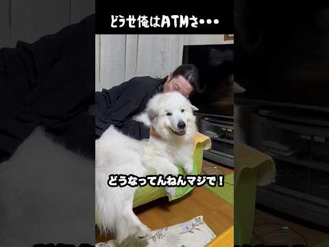 飼い主に無慈悲すぎる愛犬　#greatpyrenees #大型犬のいる生活 #大型犬 #大型犬と暮らす #グレートピレニーズ #ゴールデンレトリバー #犬のいる生活 thumbnail