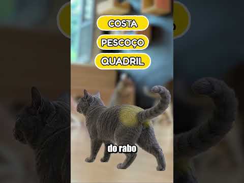 ONDE FAZER CARINHO NO SEU GATO? thumbnail