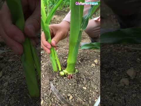 Practical trick to increase corn output: Cut off weak seedlings next to main corn plants thumbnail