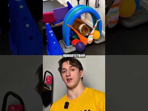 Как Тренируются Коты thumbnail