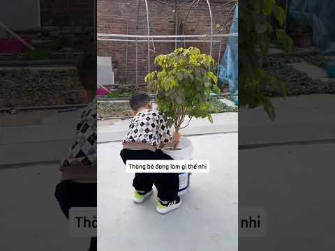 Pha chăm cây đi vào lòng đất của cậu bé thumbnail