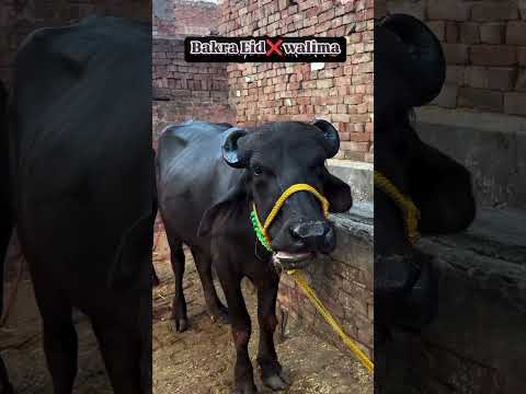 @Bakra Eid❌walima🤣 thumbnail