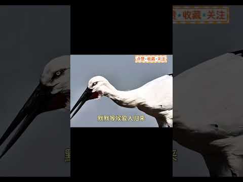 15年等待候鳥真的具象化了#白鸛#動物#情感共鳴#愛情#治癒#shortvideo #shortsvideo #subscribe #short#shorts  thumbnail