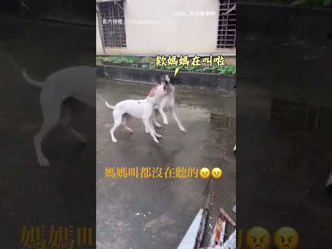 【被告狀XD】兩汪不甩媽呼喚！派出爸爸竟秒聽話 超反差｜狗狗｜反差 thumbnail