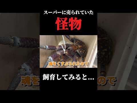 スーパーにいた世界一危険な生き物を飼育してみると… thumbnail