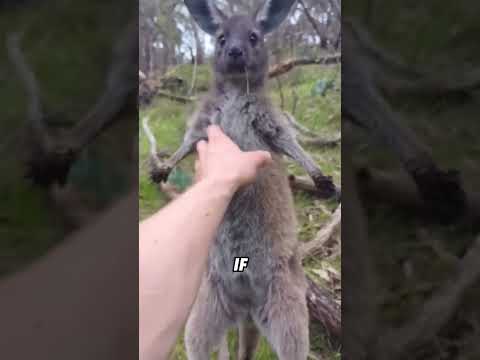 A newborn kangaroo looks like a gummy bear#animals #funnyanimal #funny #cute #kangaroo thumbnail