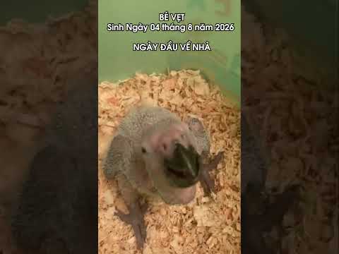 NGÀY ĐẦU VỀ NHÀ CỦA BÉ VẸT XÁM #shorts thumbnail