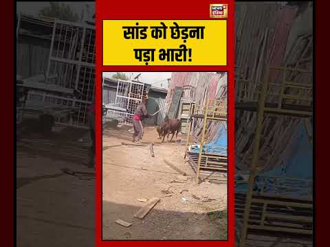 सांड को छेड़ना पड़ा भारी! | #viralnews #viralvideo #shortvideo #shorts thumbnail