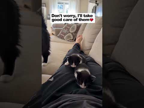 ?Ultimate trust! Mom cat leaves her babies with me #cute thumbnail