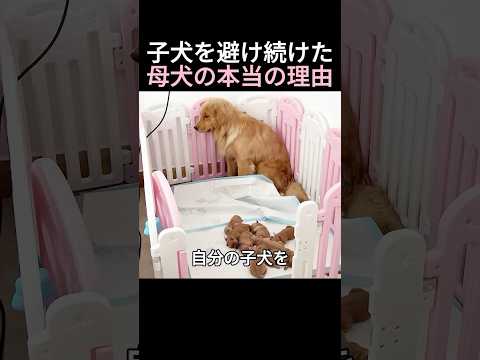 子犬を避け続けた母犬の本当の理由 thumbnail