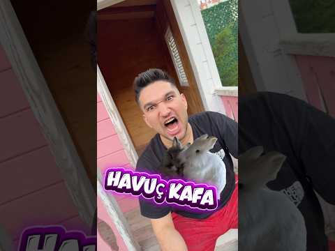 Kızların vs erkeklerin tavşanlarına koyduğu isimler ￼ thumbnail