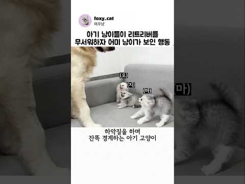 아기 냥이들이 리트리버를 무서워하자 어미 냥이가 보인 행동 thumbnail