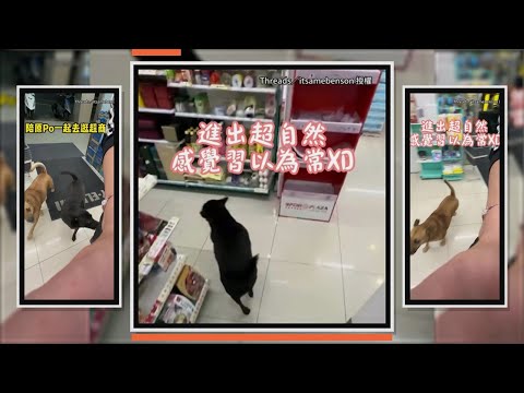 鄰居家的狗熱情陪逛超商！　進出超自然XD thumbnail