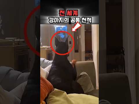 사나운 강아지도 꼬리 내리는 엄마의 카운트다운 #반려견#웃긴영상 #유머 #각종유머 thumbnail