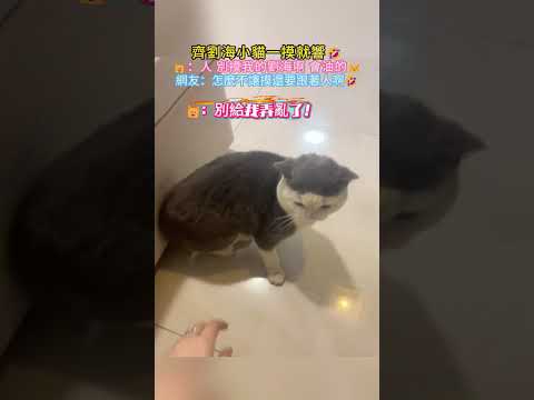 齊劉海小貓一摸就響🤣 🐱：人 別摸我的劉海啊 會油的😾 網友：怎麼不讓摸還要跟去 太可愛了🥰 #cat #cute #funny #cutecat #shorts thumbnail
