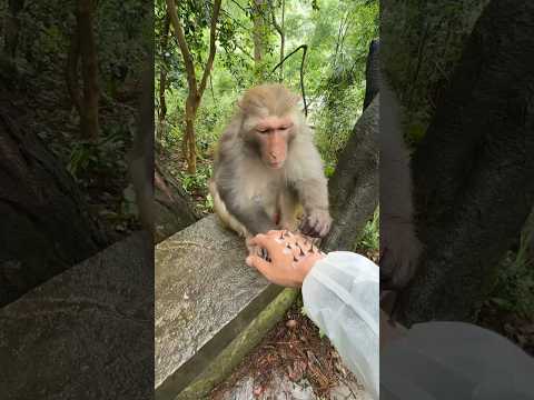 Monkey King Carefully Removing Thorns — Too Cute to Watch! ?❤️ thumbnail