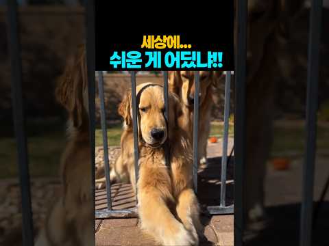 ❤️그냥 될 때까지 하면 되지 ^^~  #반려견  #강아지 #댕댕이 #애견영상 #골든리트리버 thumbnail