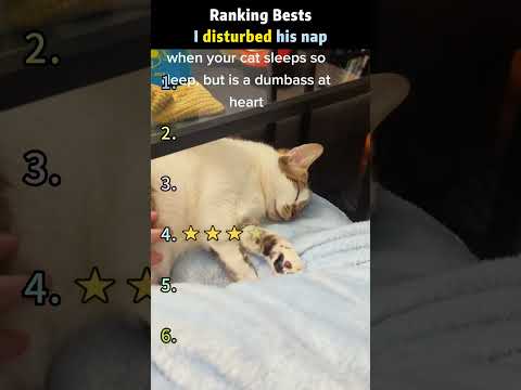 I disturbed his nap 😹#cat #fyp #kitty #catlover #cats thumbnail