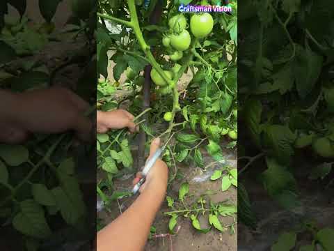 تقليم البراعم الجانبية على سيقان الطماطم - كيف يزرع المزارعون طماطم عالية الجودة thumbnail