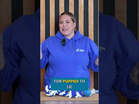 STOP Giving Your Dog This Type Of Dog Toy #shorts thumbnail