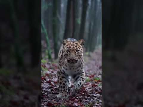 #leopard #nature #majestic thumbnail