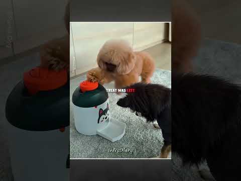 Smart Poodle Outsmarts the Snack Thief ?? #shorts thumbnail