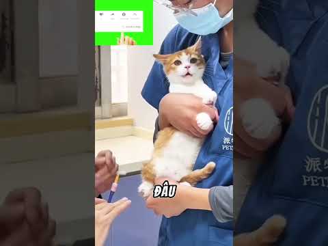 Bình tĩnh nào meo, không sao đâu thumbnail