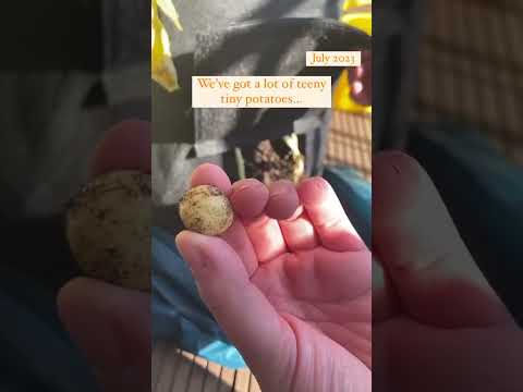 It’s time to harvest our potatoes! ? #growyourownfood #harvest #homegrownvegetables #eatwhatyougrow thumbnail