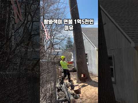 나무만 16년 자르면 할수있는 궁극의 기술 ㄷㄷ thumbnail