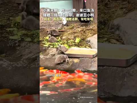 🇨🇳 黑天鹅喂锦鲤，鱼儿排队打饭网友戏称“有吃有喝” 🇬🇧 Bonds of Nature: Little Black Swan Feeds Swimming Koi in Beijing thumbnail