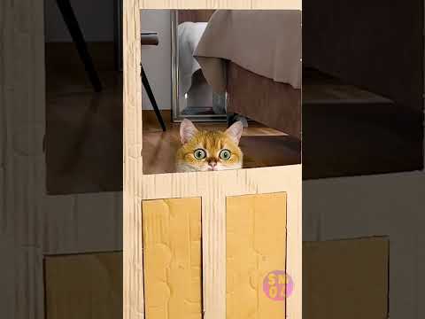 Feline Face-Off: Kitty vs. The Mysterious Box! 😺 thumbnail