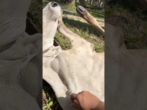 SUNTIKAN ANTIPARASIT SAPI TUMBANG #cow #animals #shorts thumbnail
