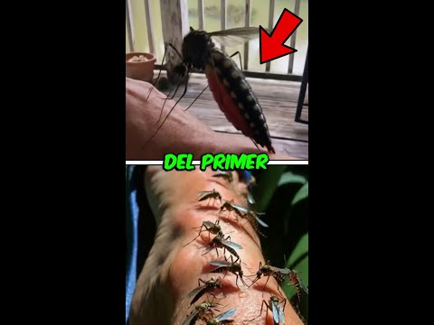 ¿Te acuerdas del primer mosquito en Islandia? Pues ya tuvo familia. thumbnail
