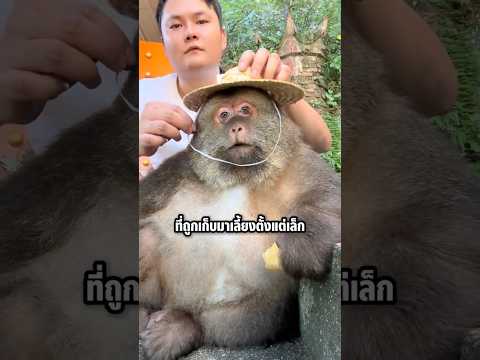 เจ้าลิงคุงตัวนี้อาจจะดูน่ารัก แต่นิสัยที่แท้จริงเป็นแบบนี้ #shorts #knowledge #viral #สาระความรู้ thumbnail