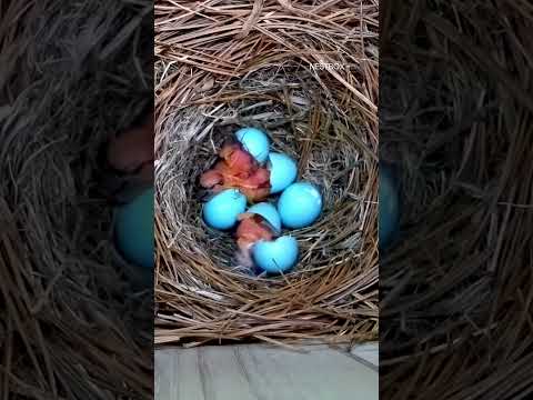 A tiny chick hatches, then something unforgettable happens ?? #shorts #birds #birdwatching #wildlife thumbnail