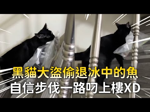 黑貓大盜偷退冰中的魚　自信步伐一路叼上樓XD｜#寵物雲 thumbnail