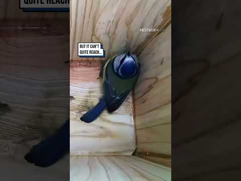 Something unexpected enters this nest box ?? #shorts #birds #birdwatching #wildlife #animals thumbnail
