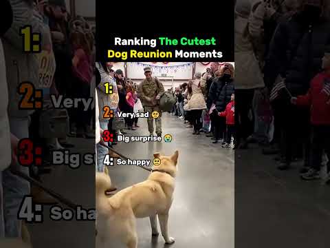 Ranking The Cutest Dog Reunion Moments #dog thumbnail