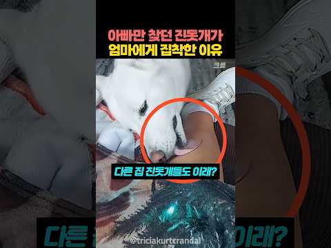 "다른 진돗개도 이래?" 미국 엄마가 놀란 이유 thumbnail