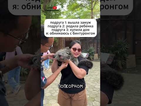Бинтуронг 🙀 Часть 2 thumbnail