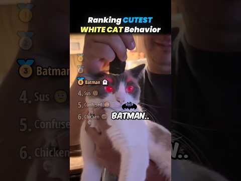 Ranking CUTEST WHITE CAT BEHAVIOR Moments!! 🐱🤍 thumbnail