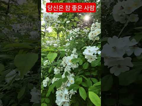 당신은 참 좋은사람 아프지마세요 함께 갑시다 #강신호 #트로트 #남산공원에서 #안중태tv #shorts thumbnail