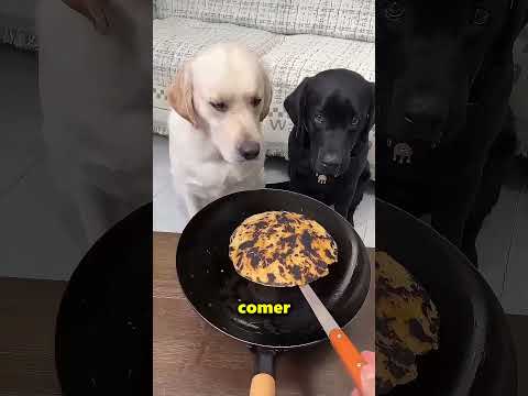 Este Chico Es Muy Injusto Con Su Perro Negro 😲 thumbnail