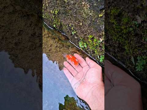 wah ini ikan apah bagus banget ges #trendingshorts thumbnail