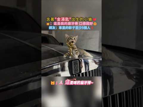 含著'金湯匙'出生的小貓🥰 🐱：這是我的磨牙棒~咪超愛🥰 網友：車的影子裡至少5個人在看🤣 #cat #cute #funny #funnyshorts #shorts thumbnail