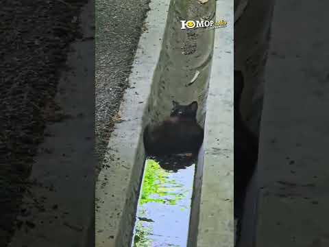 Рамазан в обличии кота ?#юмор #funny thumbnail